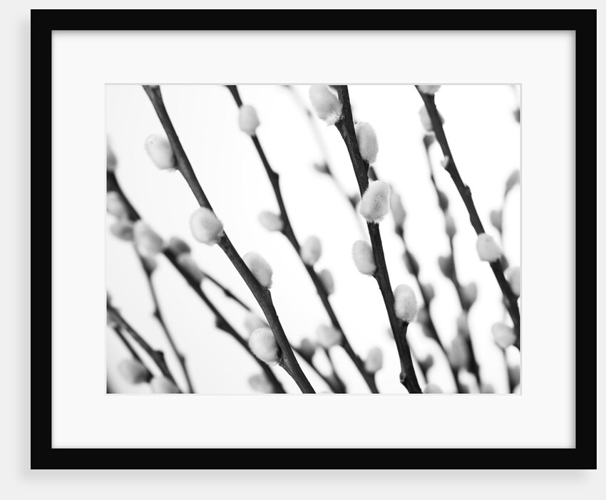 Pussy willow by Assaf Frank